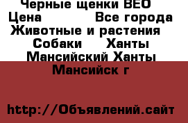 Черные щенки ВЕО › Цена ­ 5 000 - Все города Животные и растения » Собаки   . Ханты-Мансийский,Ханты-Мансийск г.